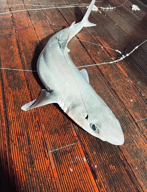 國內海釣圣地_中國海釣圣地_中國海釣圣地排名
