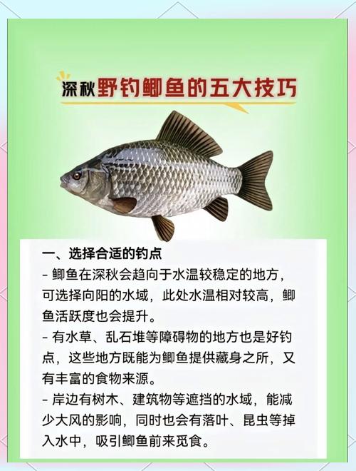冬季鯽魚技巧野釣方法_冬季鯽魚釣法_冬季野釣鯽魚技巧