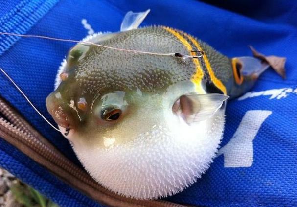 河豚到底是淡水魚還是海魚?怎樣去垂釣河豚