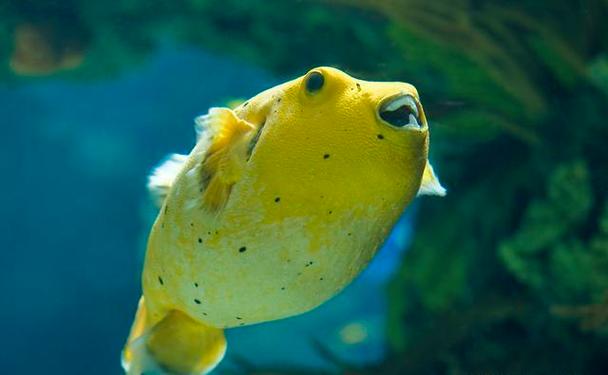 河豚好釣嗎_河豚到底是淡水魚還是海魚?怎樣去垂釣河豚_河豚釣底還是釣浮