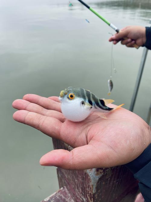河豚到底是淡水魚還是海魚?怎樣去垂釣河豚_河豚好釣嗎_河豚釣底還是釣浮