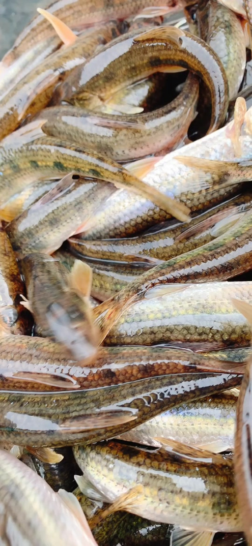 新開河有魚嗎_新開河_新開河釣魚攻略_新開河可以釣魚嗎_新開河釣魚怎么樣