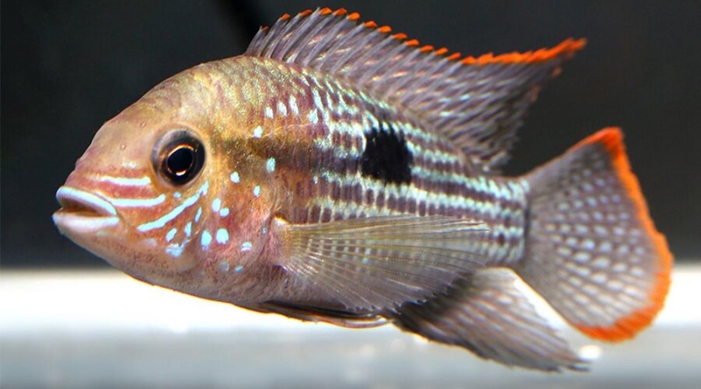 皇冠魚寓意什么意思_皇冠魚又叫什么名字_皇冠魚是什么魚