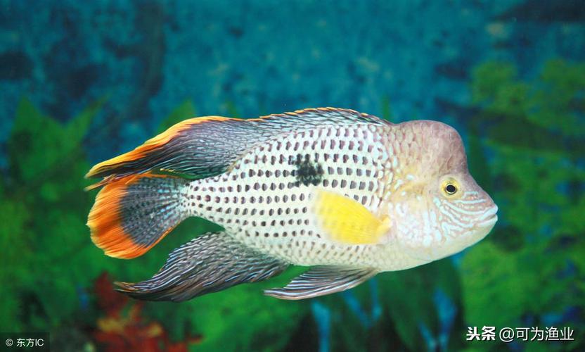 皇冠魚又叫什么名字_皇冠魚是什么魚_皇冠魚寓意什么意思