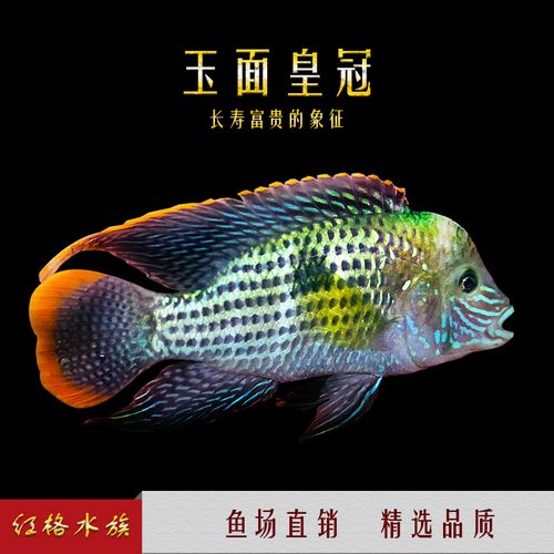 皇冠魚又叫什么名字_皇冠魚寓意什么意思_皇冠魚是什么魚