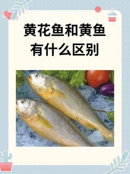 海魚黃花魚是海魚嗎_海魚黃花魚是什么魚_黃花魚是海魚嗎
