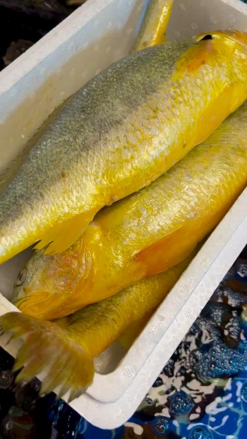 海魚黃花魚是海魚嗎_海魚黃花魚是什么魚_黃花魚是海魚嗎