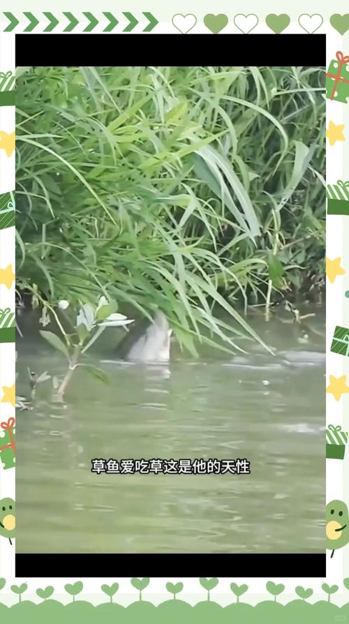 全國公認第一草魚餌料_排名第一的草魚餌料_公認餌料草魚全國有多少只