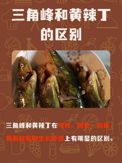 三角峰是黃辣丁嗎_黃辣丁和三角峰的區別_圖解三角峰和黃辣丁的區別