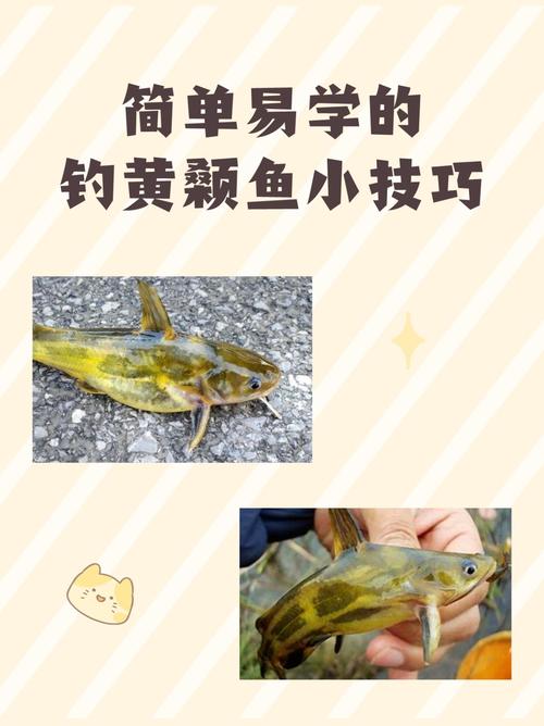 白天釣黃辣丁技巧：釣具、魚餌、釣點選擇及誘魚方法全解析