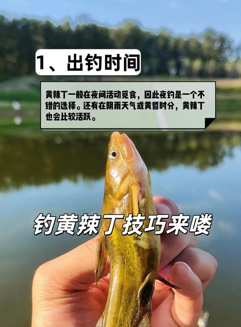 釣黃辣丁如何調漂_黃辣丁怎么釣_釣黃辣丁魚