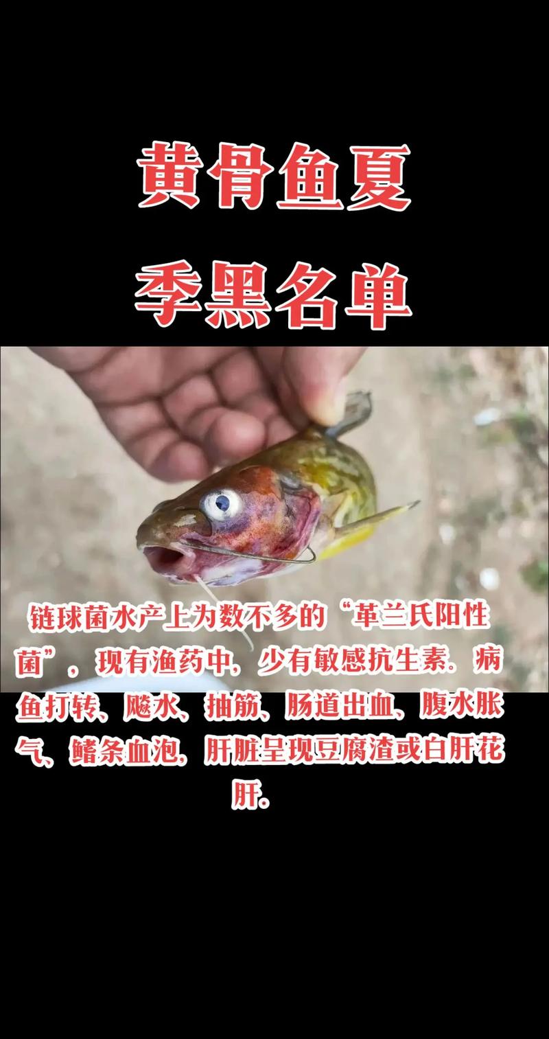 黃骨魚的功效及禁忌_黃顙魚魚骨_黃顙魚(黃骨魚)多少錢一斤