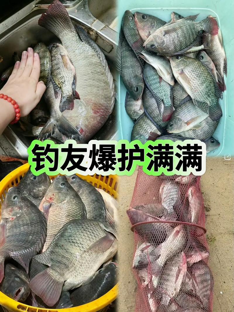 如何自制釣大羅非藥酒_自制野釣羅非餌料配方大全_自制野釣大羅非料