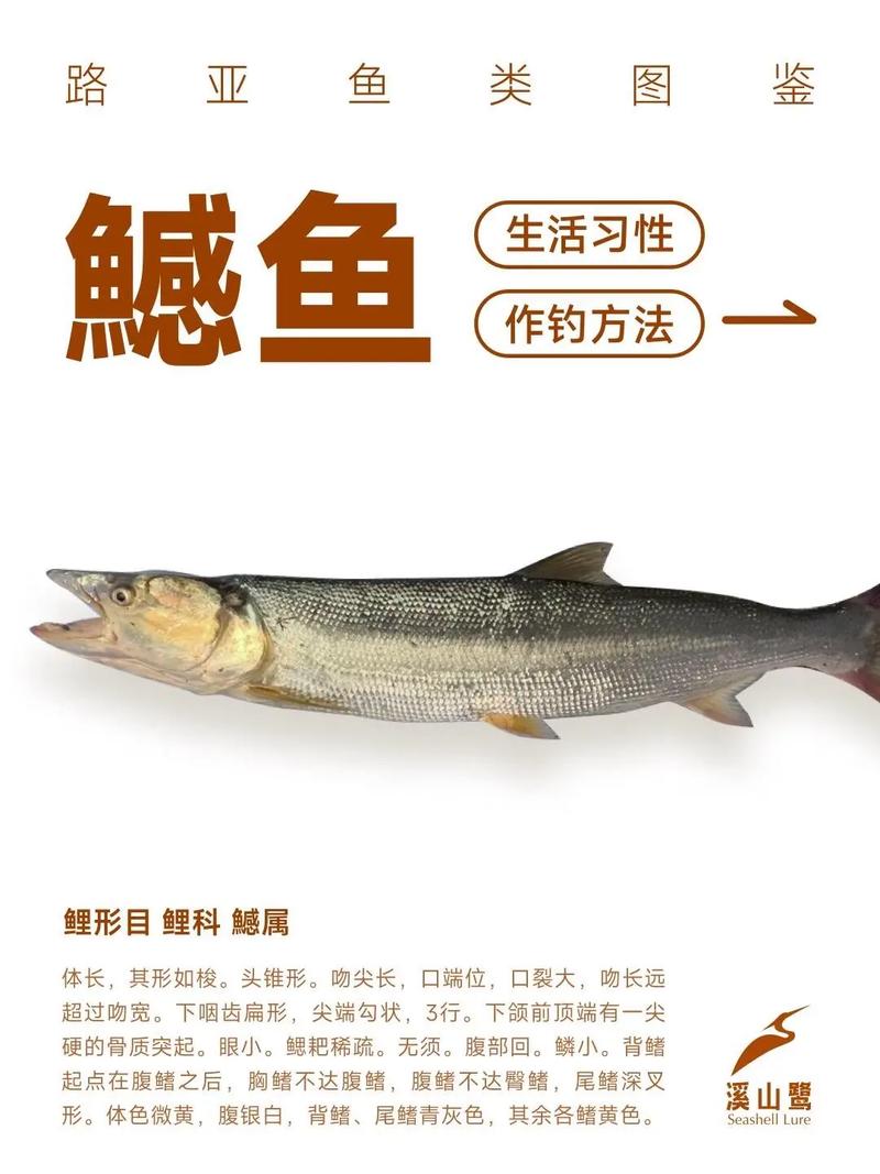 黑魚和鱤魚哪個攻擊性更強更兇猛_黑色很兇的魚_有沒有比黑魚兇猛的魚