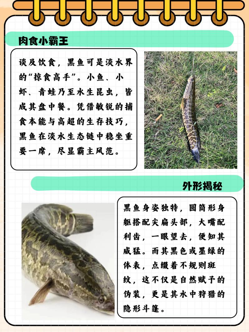 黑色很兇的魚_有沒有比黑魚兇猛的魚_黑魚和鱤魚哪個攻擊性更強更兇猛