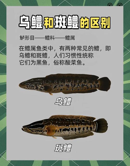 黑色很兇的魚_有沒有比黑魚兇猛的魚_黑魚和鱤魚哪個攻擊性更強更兇猛