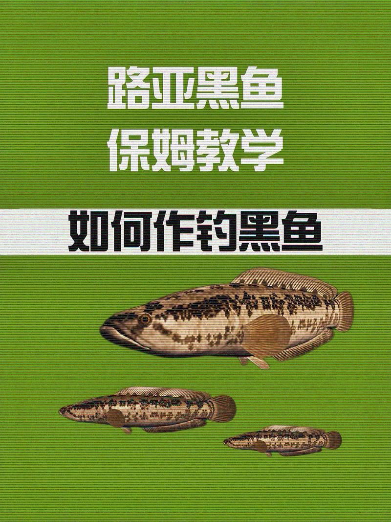 黑魚釣法技巧_黑魚作釣最佳時間與釣法分享必看_黑魚的釣法釣黑魚技巧視頻