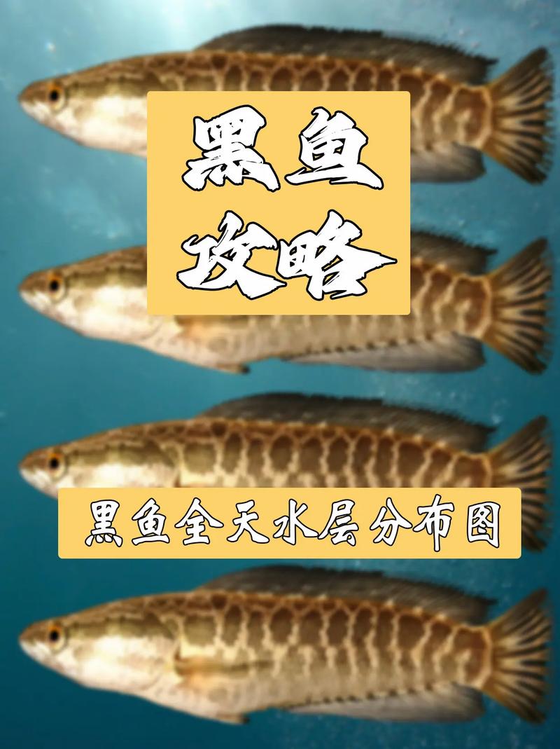 黑魚的釣法釣黑魚技巧視頻_黑魚釣法技巧_黑魚作釣最佳時間與釣法分享必看