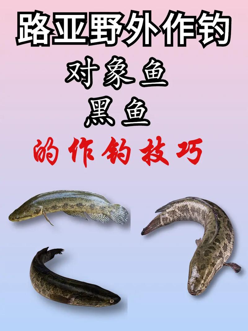 黑魚釣法技巧_黑魚作釣最佳時間與釣法分享必看_黑魚的釣法釣黑魚技巧視頻