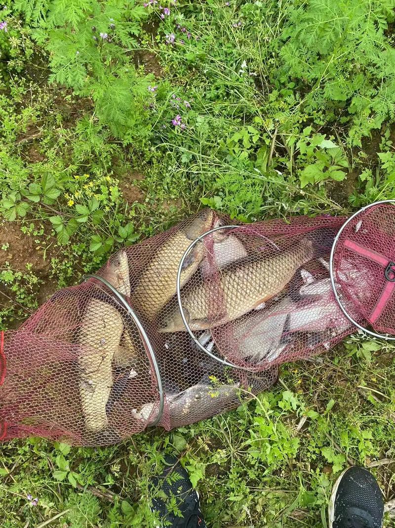 東風水庫可以釣魚_東風水庫釣魚走起水庫野釣_水庫釣魚東風走起野釣可以嗎