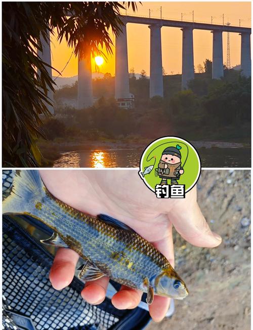 重慶長江釣魚新政策2021_重慶長江釣魚地點_重慶長江野釣地點推薦