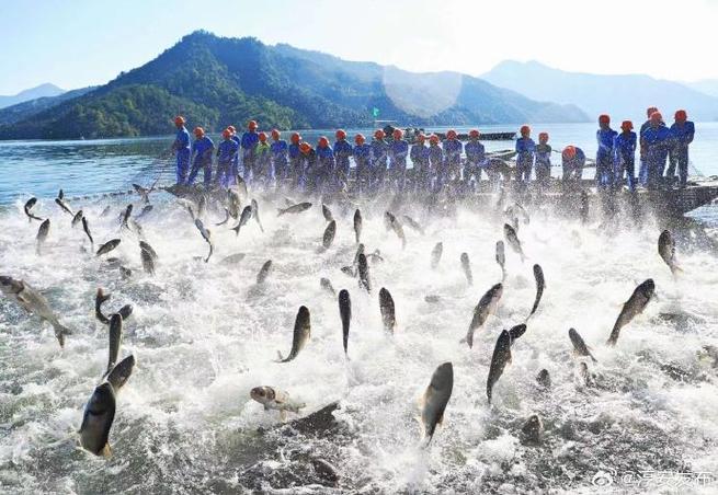 千島湖特產網_千島湖開春第一網_千島湖報團網