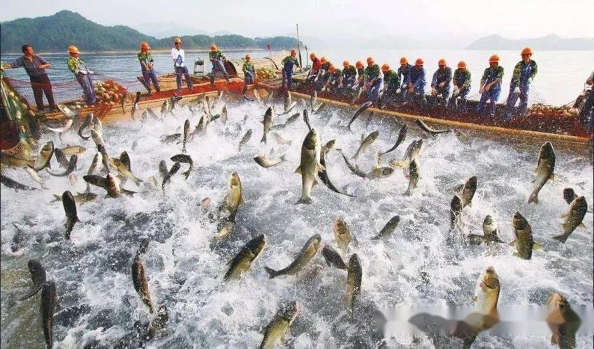 千島湖特產網_千島湖開春第一網_千島湖報團網
