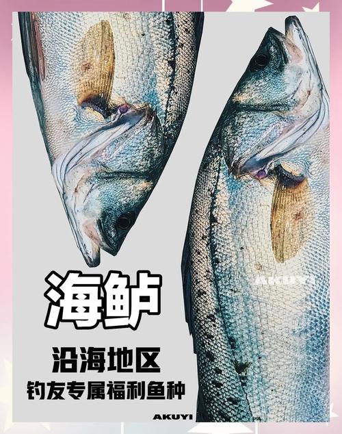 渤海釣鱸魚視頻_渤海鱸魚_渤海灣釣鱸魚
