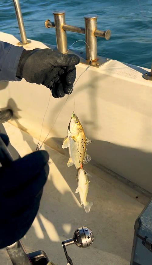 渤海鱸魚_渤海灣釣鱸魚_渤海釣鱸魚視頻