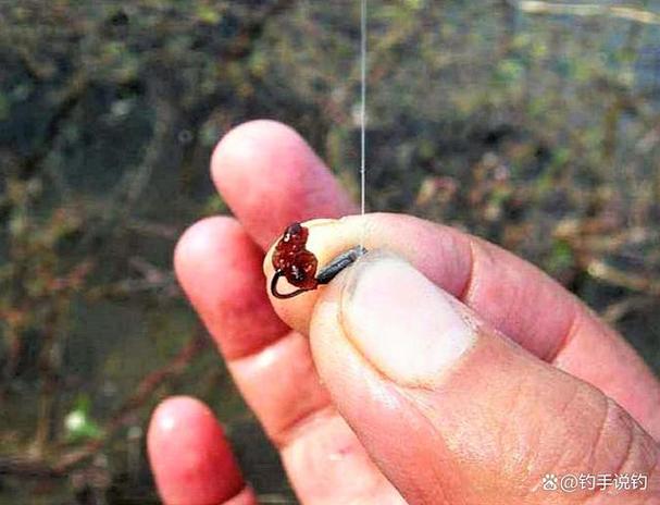 釣鯽魚掛紅蟲用什么鉤好_野釣鯽魚掛紅蟲子調漂_野釣小鯽魚紅蟲怎么掛