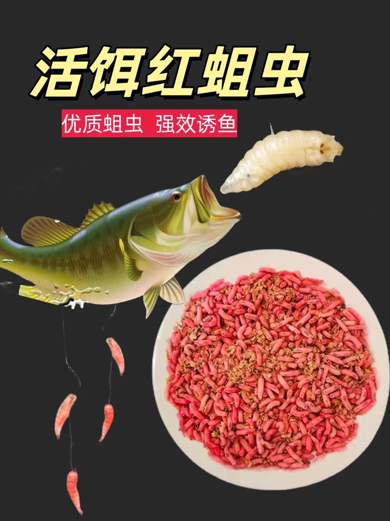 釣鯽魚掛紅蟲用什么鉤好_野釣小鯽魚紅蟲怎么掛_野釣鯽魚掛紅蟲子調漂