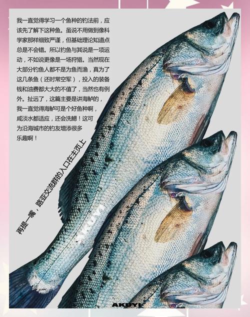 海釣鱸魚餌料挑選很關鍵，詳解活蝦作餌優勢及掛鉤手法