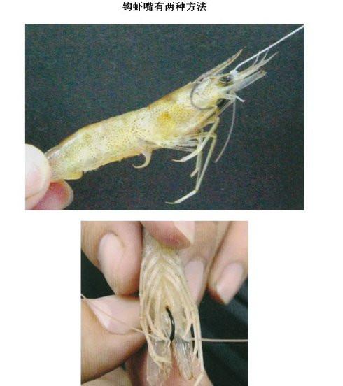 海釣鱸魚用什么餌最佳_餌鱸魚最佳海釣用幾號鉤_餌鱸魚最佳海釣用什么鉤