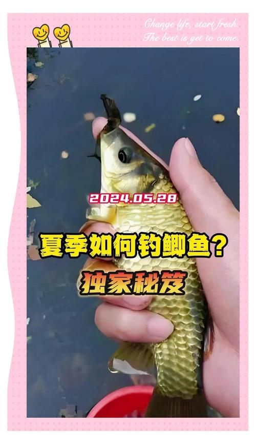 夏季鯽魚怎么釣釣鯽魚技巧_夏季野釣鯽魚技巧_夏季鯽魚怎么釣好釣