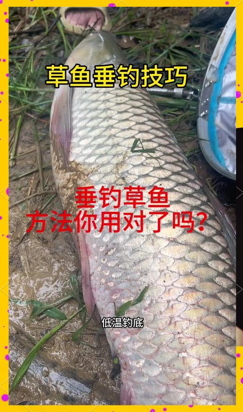 有水有魚有釣友，水庫釣草魚技巧及自制餌料配方大揭秘