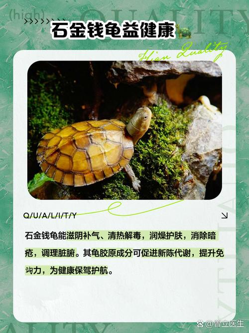 金錢龜外貌特征全解析，其藥用價值同樣不容小覷