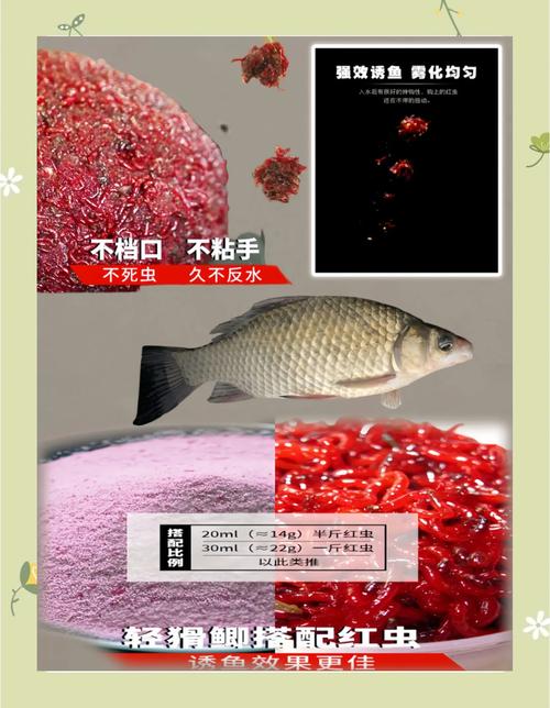 冬釣紅蟲怎么選？了解紅蟲特性及選擇方法很關鍵