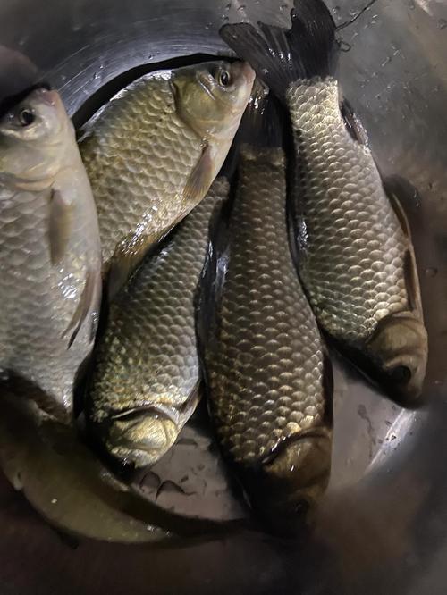青海垂釣_青海釣魚論壇_青海釣魚協會
