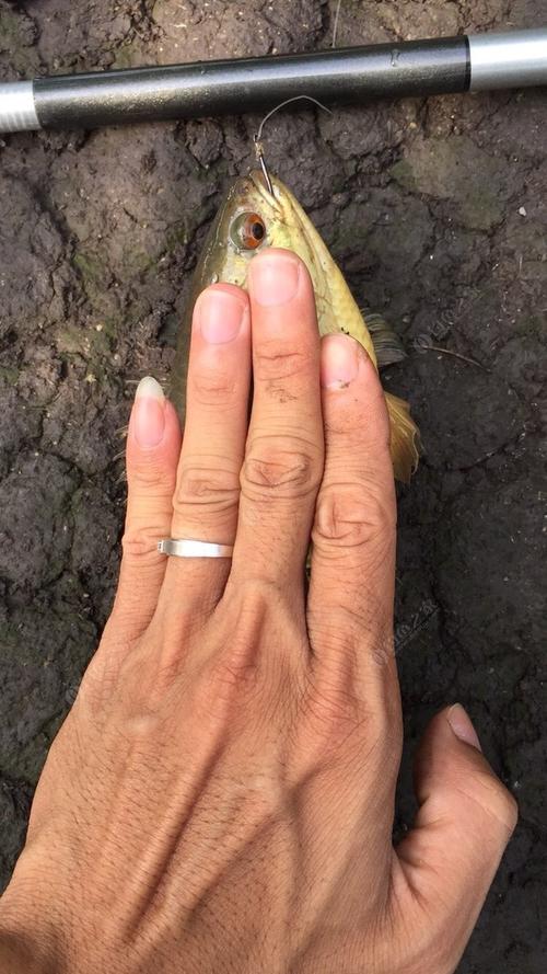 攀鱸魚用什么釣最好_攀鱸魚專業釣戶_攀鱸魚用什么魚餌釣