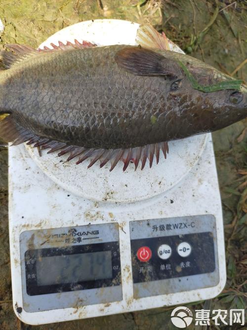 攀鱸魚用什么釣最好_攀鱸魚用什么魚餌釣_攀鱸魚專業釣戶