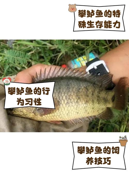 攀鱸魚專業釣戶_攀鱸魚用什么魚餌釣_攀鱸魚用什么釣最好