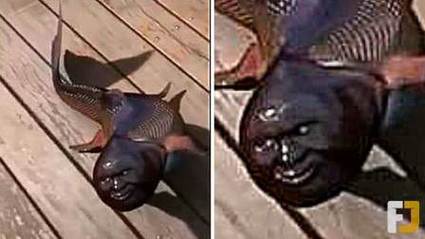 盤點捕獲的各類恐怖怪魚_恐怖魚怪的電影_恐怖怪魚圖片