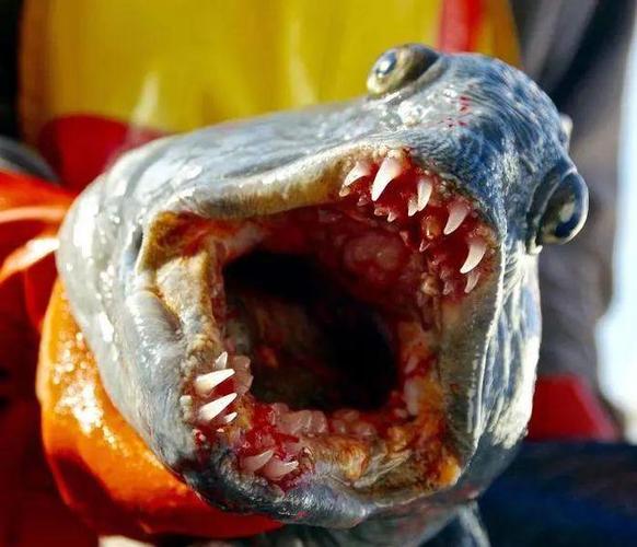 盤點捕獲的各類恐怖怪魚_恐怖怪魚圖片_恐怖魚怪的電影