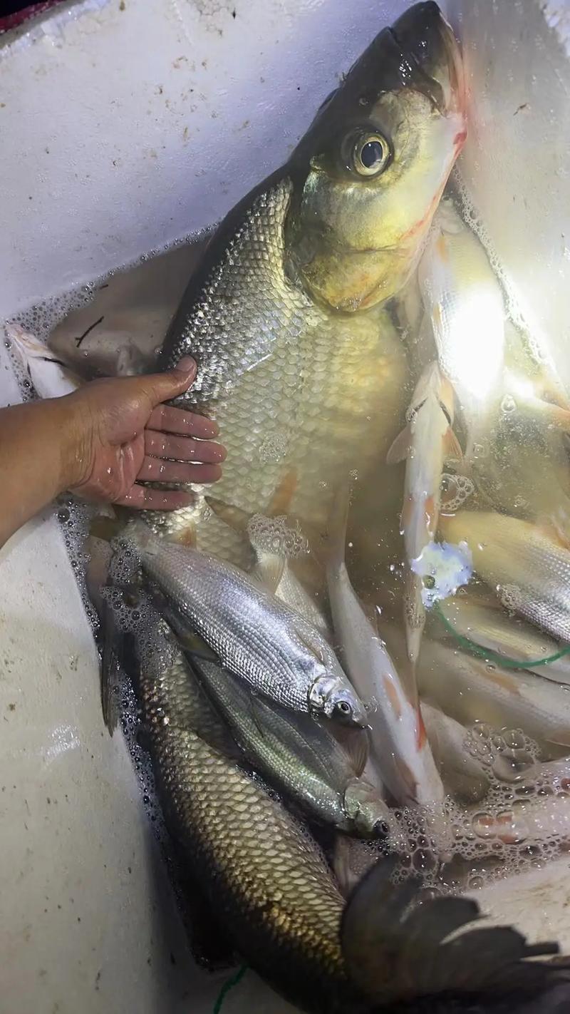 筏釣高手_筏釣新玩法_筏釣_漁獲戰報必看