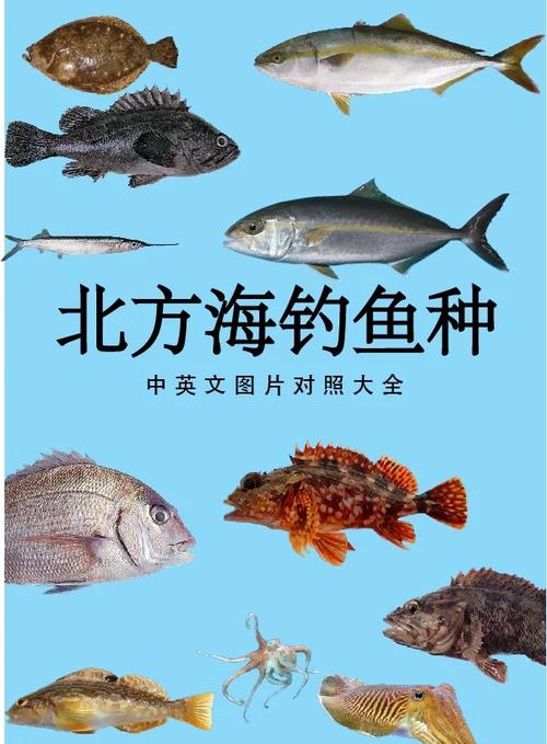 釣魚視頻四海大全高清_釣魚頻道四海釣魚視頻_四海釣魚視頻大全
