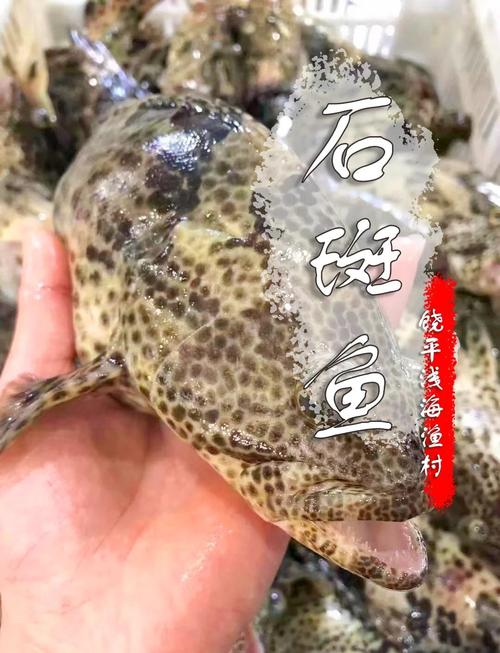 石斑魚多少錢一斤2024_金錢石斑魚做法_石斑魚塊