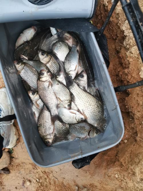 10年釣魚老釣友親測有效的實戰干貨，新手看后能秒變釣場老手