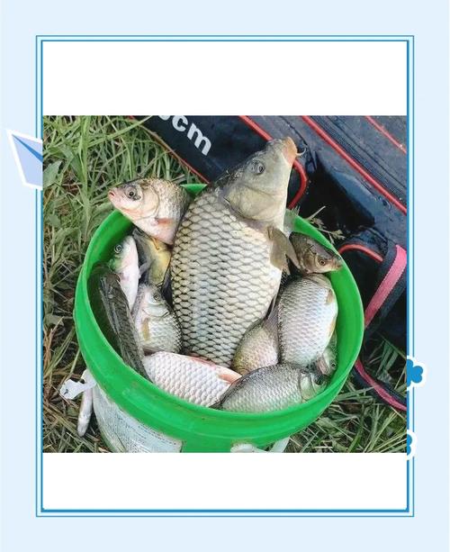 釣魚視頻大全_釣魚技巧_實戰干貨