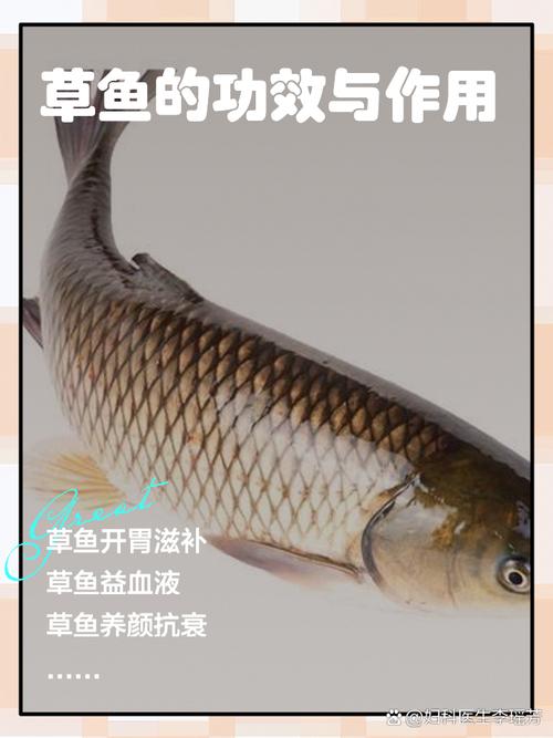 草魚餌料選擇技巧_草魚飲食習性_口碑最好的草魚餌料