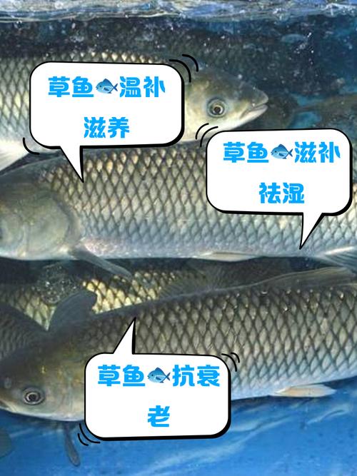 口碑最好的草魚餌料_草魚飲食習性_草魚餌料選擇技巧